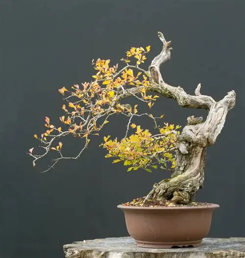 bonsai di biancospino