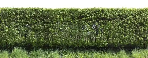 Common hawthorn hedge: stylish and low maintenance?