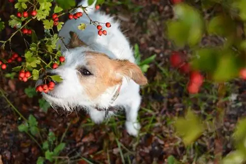 Hawthorn: Poisonous for children and pets? The answer