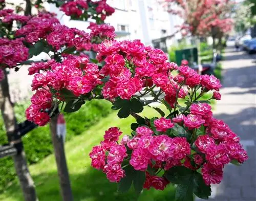 Plantar espino: así puedes cultivarlo en tu propio jardín