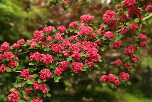 Common hawthorn or hawthorn: what are the differences?