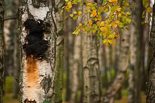 Birch diseases: when do you need to intervene?