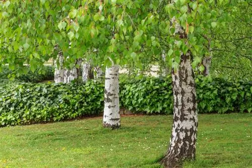 The birch tree in the profile - everything you need to know at a glance