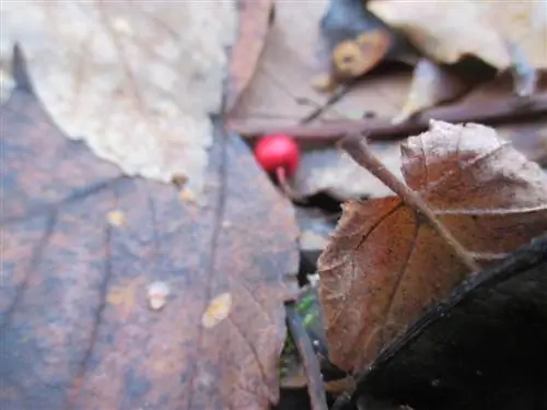 L'aubépine commune perd ses feuilles