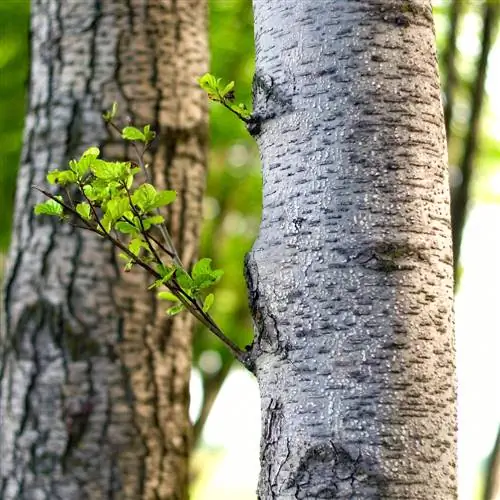 cabang pohon birch