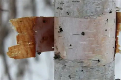 Allowing birch trees to die: How does it work correctly and legally?