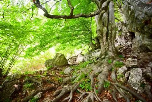 Birch trees in old age: A look at pioneer plants