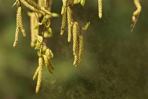 flor de abedul