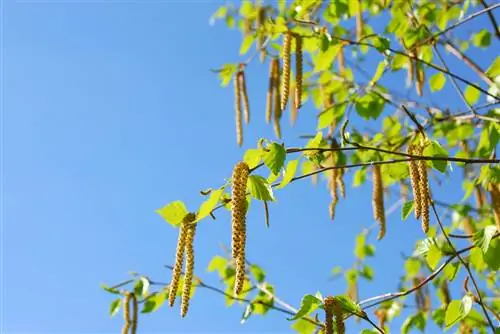 tempo di fioritura della betulla