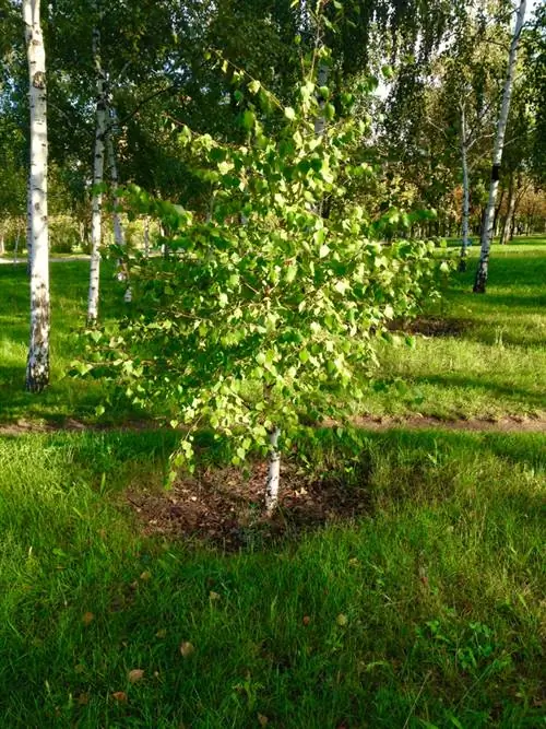 temporada de plantas de abedul