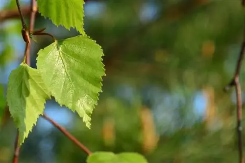 կեչի տերեւ