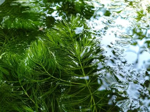 Hornwort በኩሬ ውስጥ፡ ከፍተኛ የውሃ ማጣሪያ ተክል እና እንክብካቤ