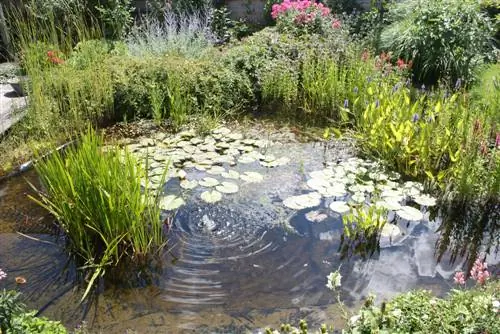 plantas de lagoa contra algas