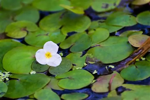 bassin végétal flottant