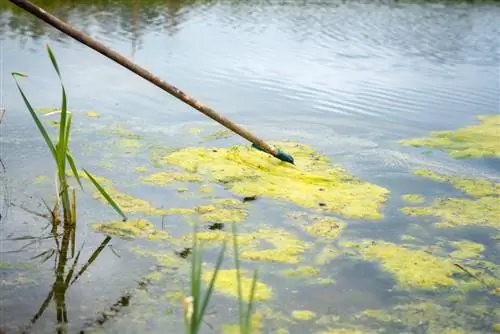 água verde na lagoa