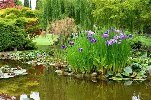 Planter un étang : C'est ainsi que l'on crée des espaces calmes et des espaces de vie