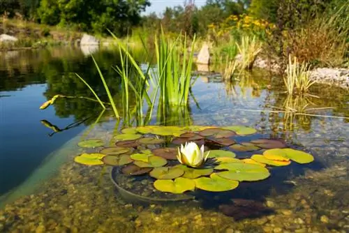 Garden pond maulap: Ano ang dapat mong gawin para malinis itong muli?