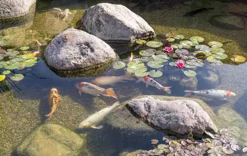 Malinaw na tubig sa pond