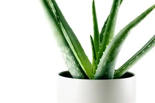 Aloe veranın düzgün bakımı: Bilmeniz gerekenler bunlar