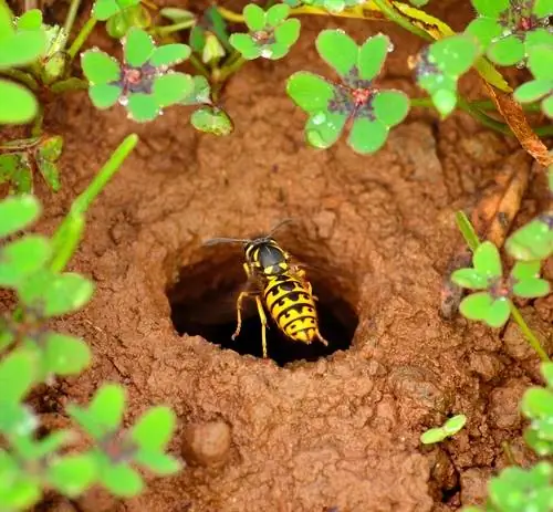 Specie di vespe terrestri: vespe comuni e tedesche a confronto