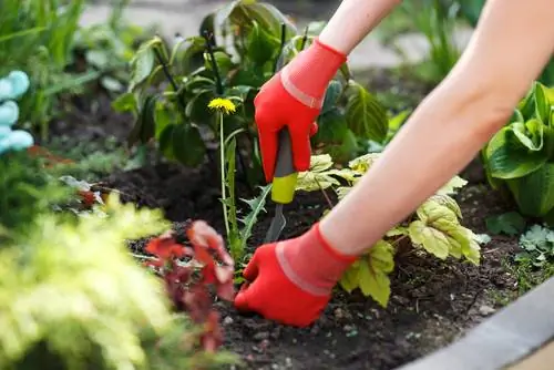 Dandelions in the garden: how do I get rid of the weeds?