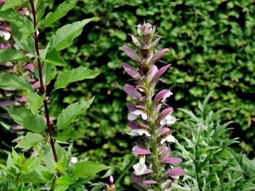 Acanthus hungaricus