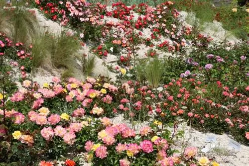 Somnis del jardí de Heilbronn: flors, accessoris i molt més