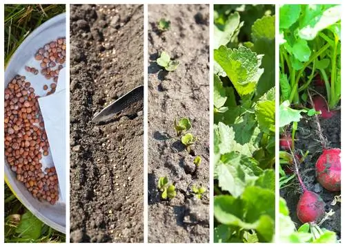 La main verte en juillet : Quels légumes planter maintenant ?