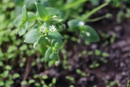 Miere al jardí: mala herba o herba silvestre útil?