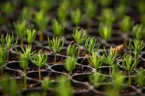 Anak pokok cemara: Bila dan bagaimana cara terbaik untuk menanam?