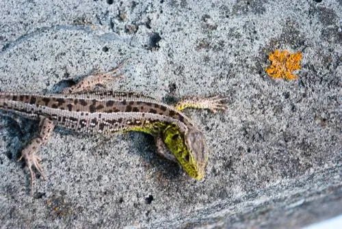 lézard des sables