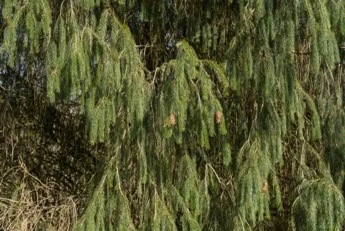 This is how you properly cut back the lower branches of a spruce tree