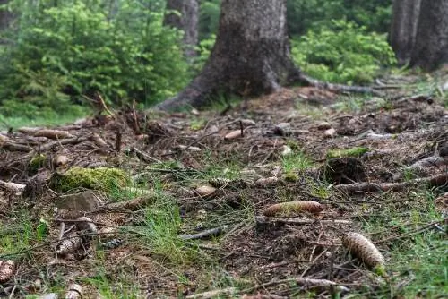 Smrekove korenine: kako preprečiti bolezni in poškodbe?