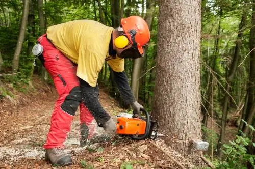 Pourriture rouge de la maladie de l'épinette : Que faire contre la pourriture des plaies et du noyau ?