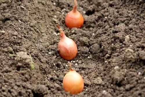 Plantar cebollas allium: así es como se pueden cultivar cebollas ornamentales en el jardín