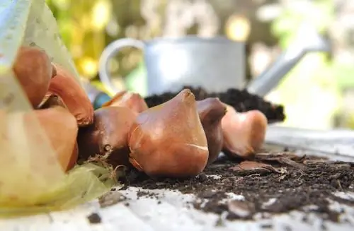 Flores de primavera: planta y cuida los bulbos correctamente