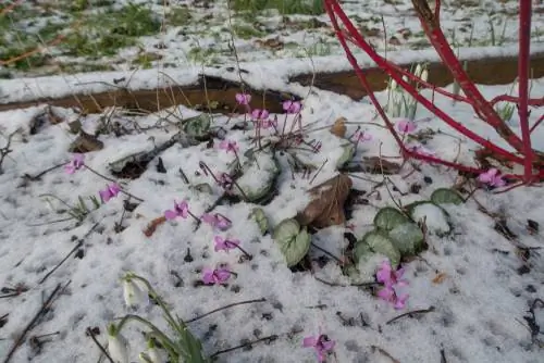 Hardy cyclamen