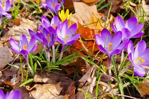 Bulbo di croco autunnale