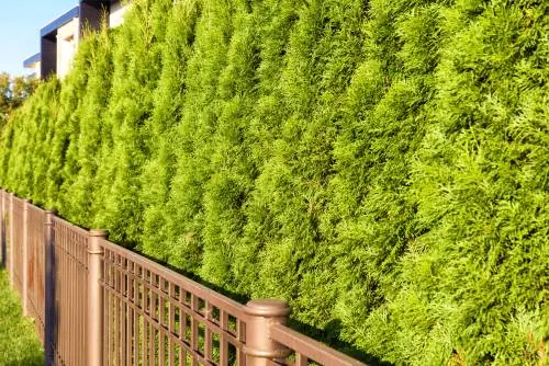 Thuja hedge