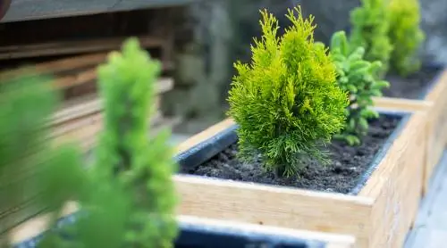 Conifers in a pot: How to design your balcony