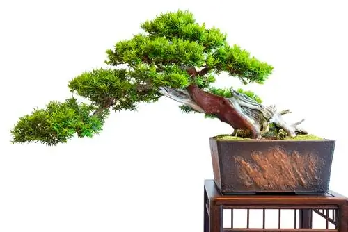 Taxus bonsai