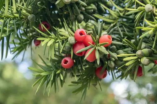 Taxus giftig