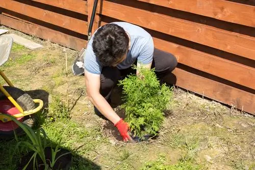 Transplant conifers correctly: This is how the change of location is successful