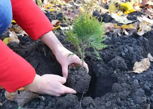 Plantar coníferas: así prosperan de forma óptima en el jardín