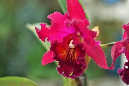 Cattleya varieties