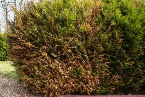 Conifer turning brown? Causes & effective solutions