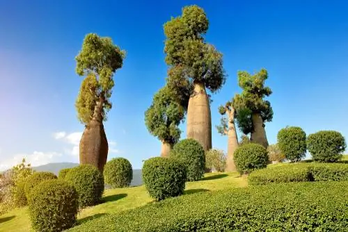 Lucky Tree: Letplejet sukkulent til hjemmet