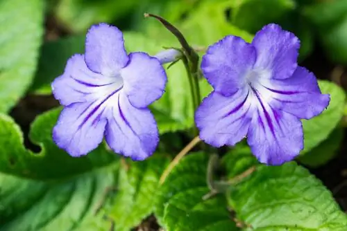 Streptocarpus