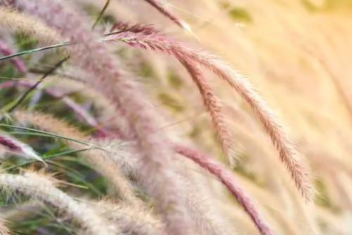 Hierba de cerdas de plumas: cuidado y propagación fáciles