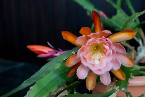 Perawatan Epiphyllum yang berhasil: lokasi, penyiraman & pemupukan